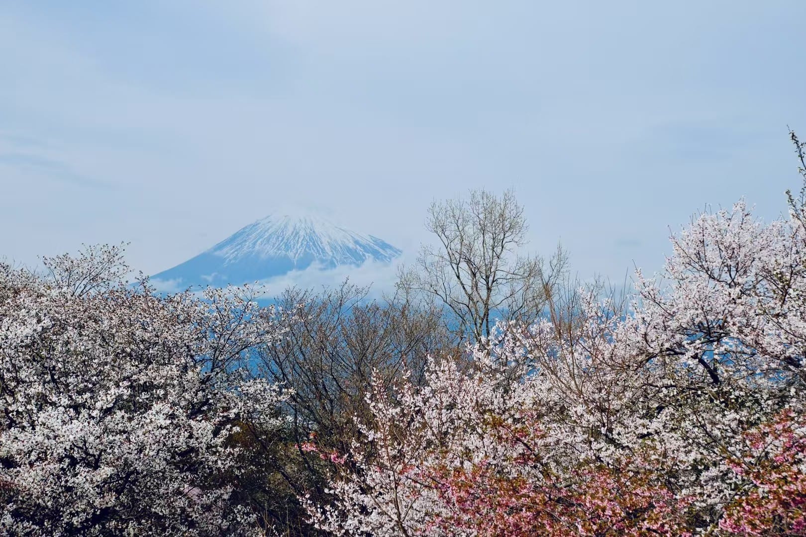 QiDi in Japan